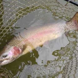 大安トラウトレイク 釣果